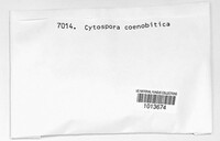 Cytospora coenobitica image